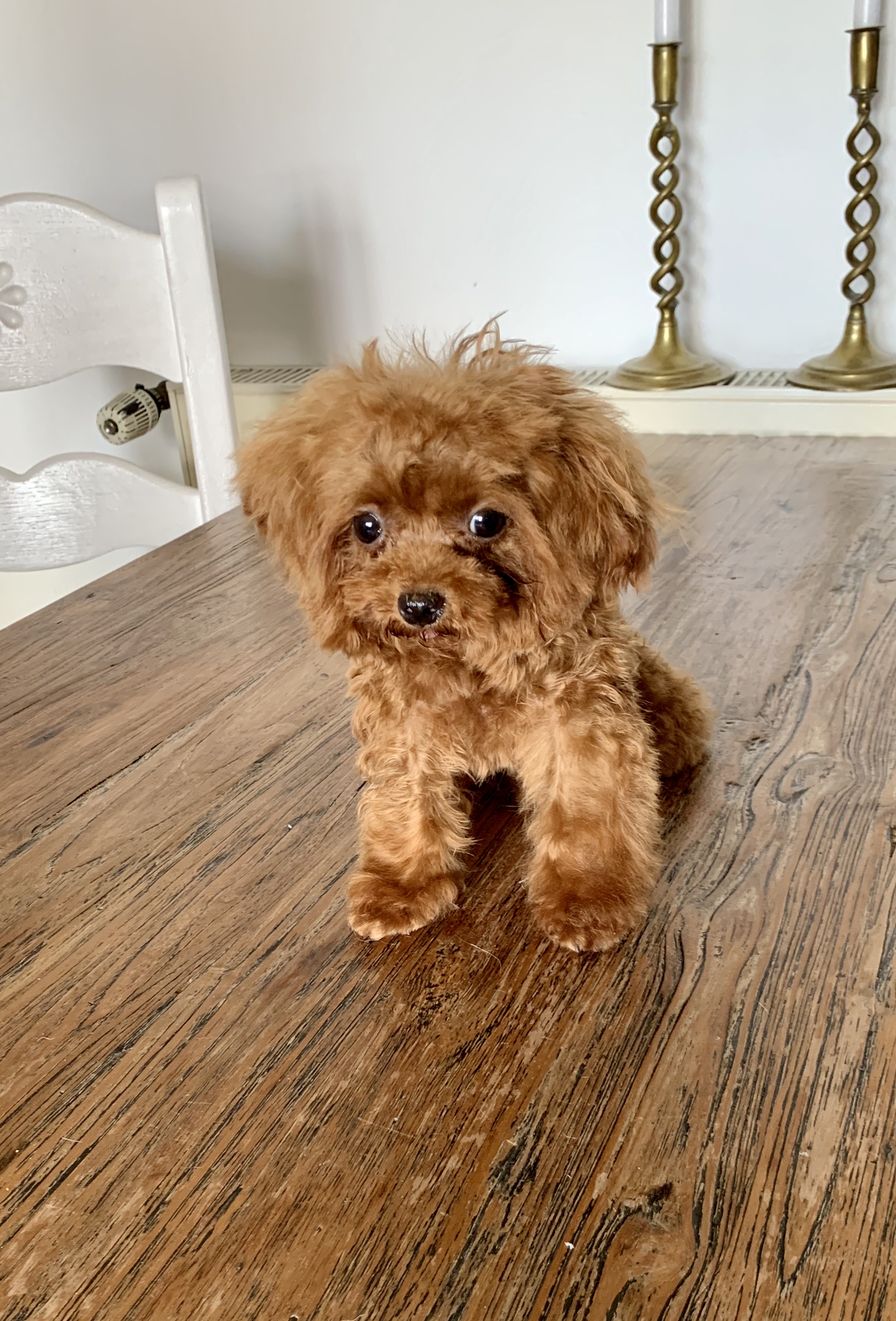 Teacup Pudel Züchter Deutschland